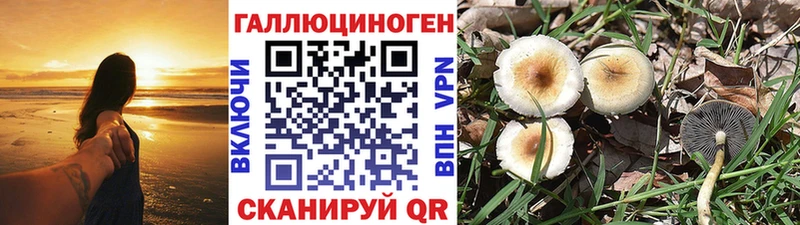 Псилоцибиновые грибы Psilocybe  как найти закладки  Чаплыгин 